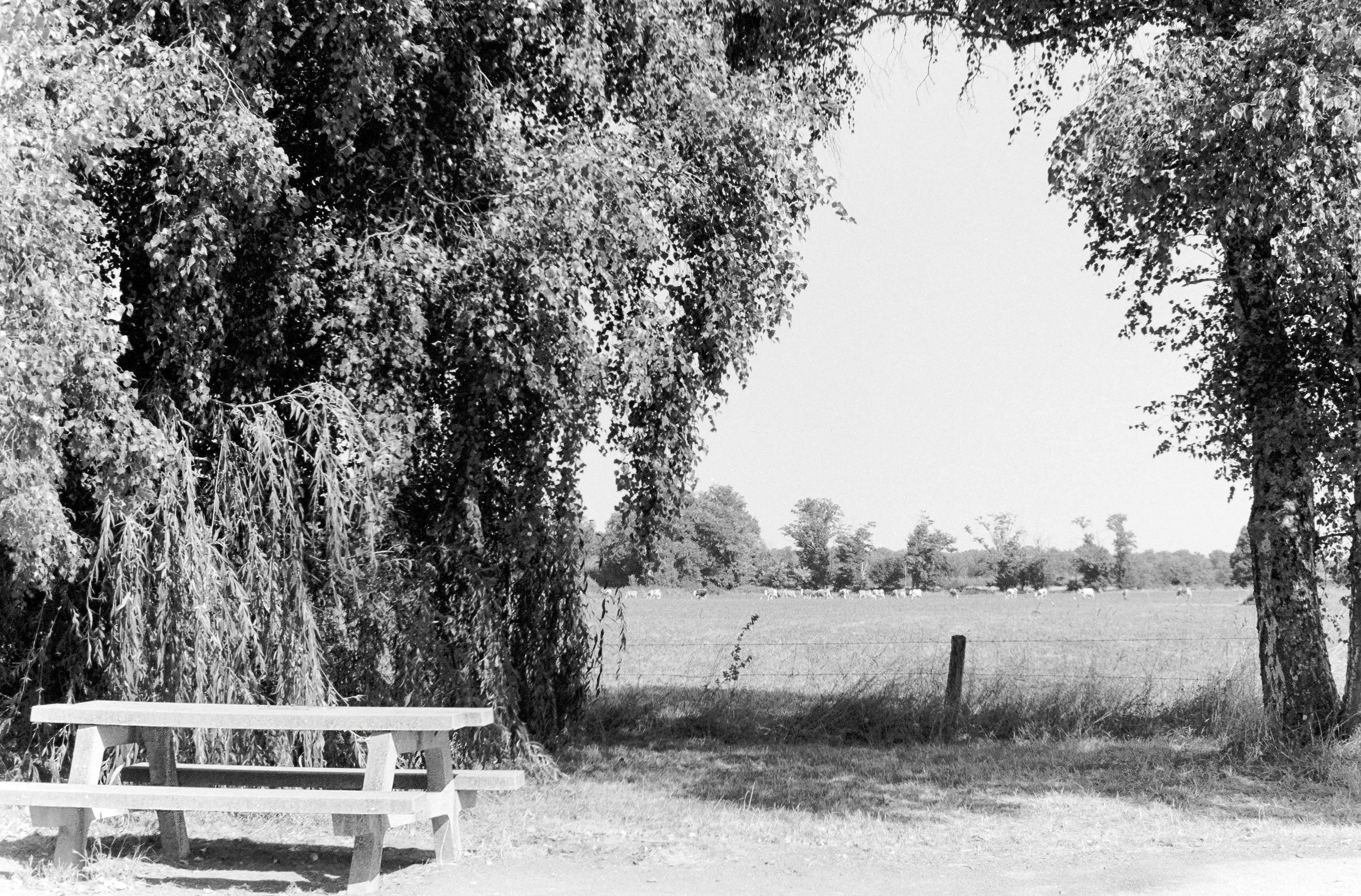 Picnic table under a tree with a field in the background